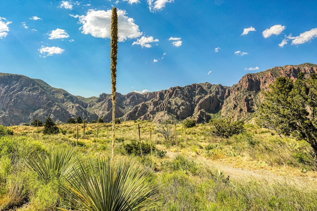 Техас ограничивает инвестиции в криптовалюту