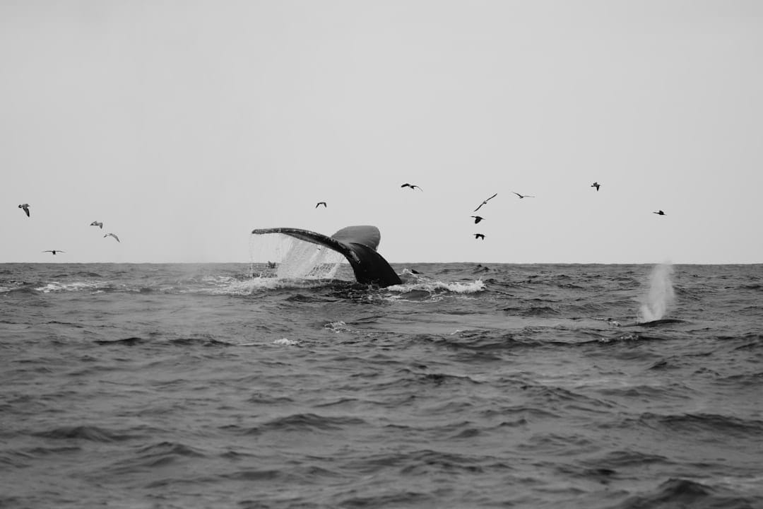 Киты биткоина продают, но паниковать не стоит