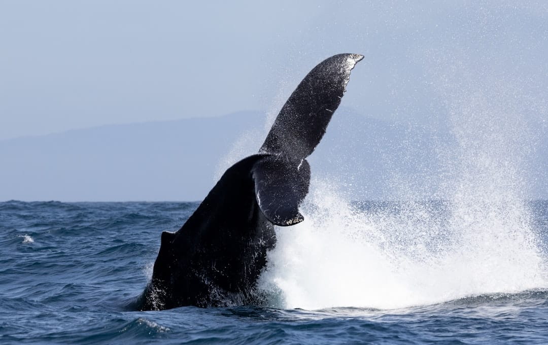 Активность биткойн-китов на пути к рекорду этого года: аналитики