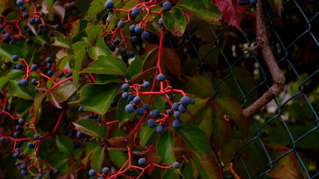 Новый ETF Chainlink от Grayscale привлек $41 млн на старте