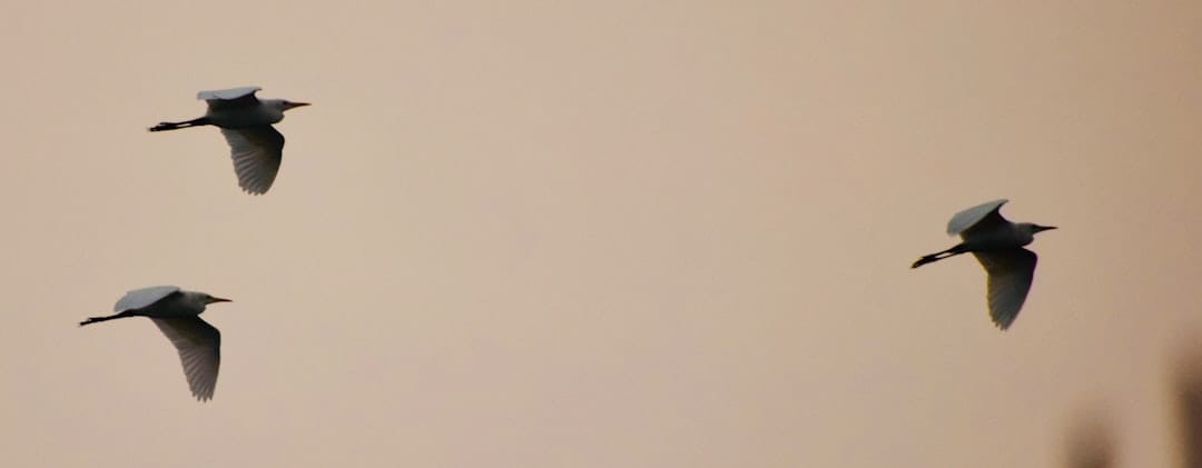 Глава CFTC пообещал защищать рынки прогнозов от исков штатов