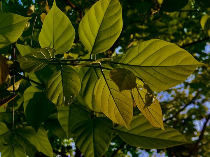 Профессиональные методы покупки криптовалюты: как эксперты используют DCA и покупку при падении цен