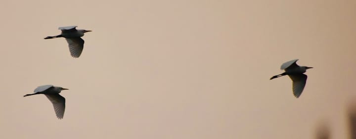 Глава CFTC пообещал защищать рынки прогнозов от исков штатов