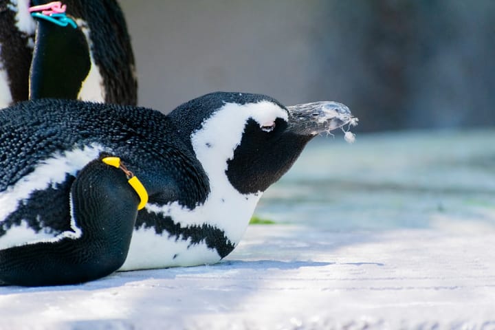 Original Penguin подала в суд на Pudgy Penguins из-за предполагаемого нарушения товарного знака